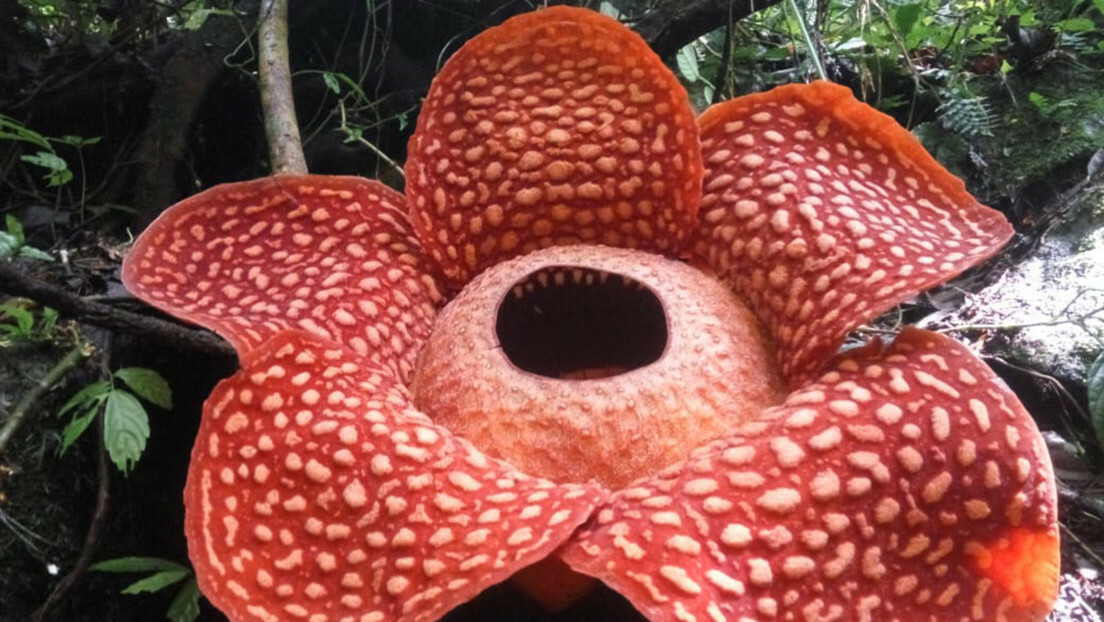 Florece en Indonesia la flor más grande del planeta -